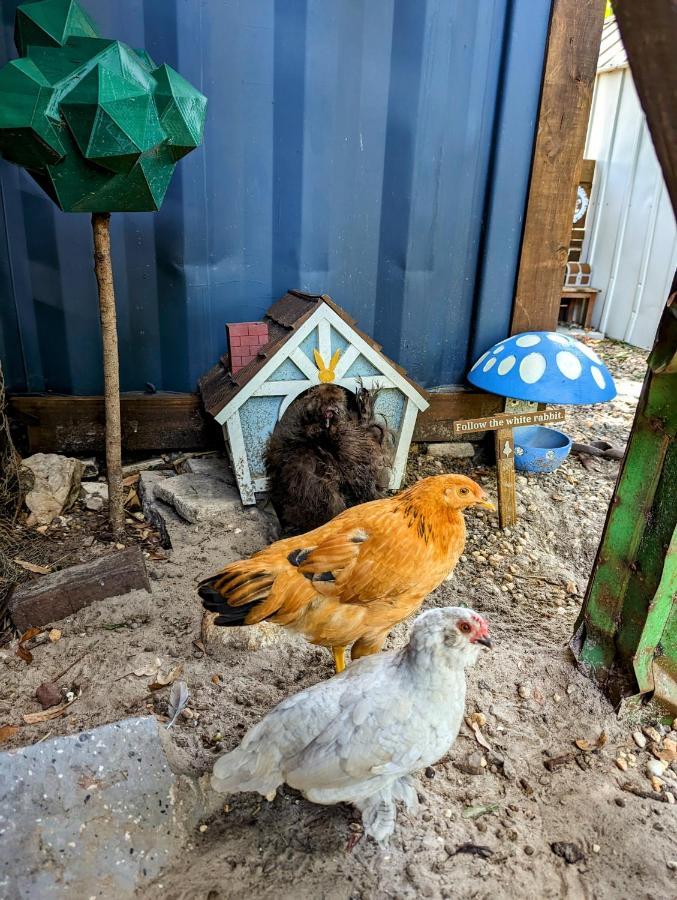Willa Cozy Af Tiny-House Oasis Tampa Zewnętrze zdjęcie