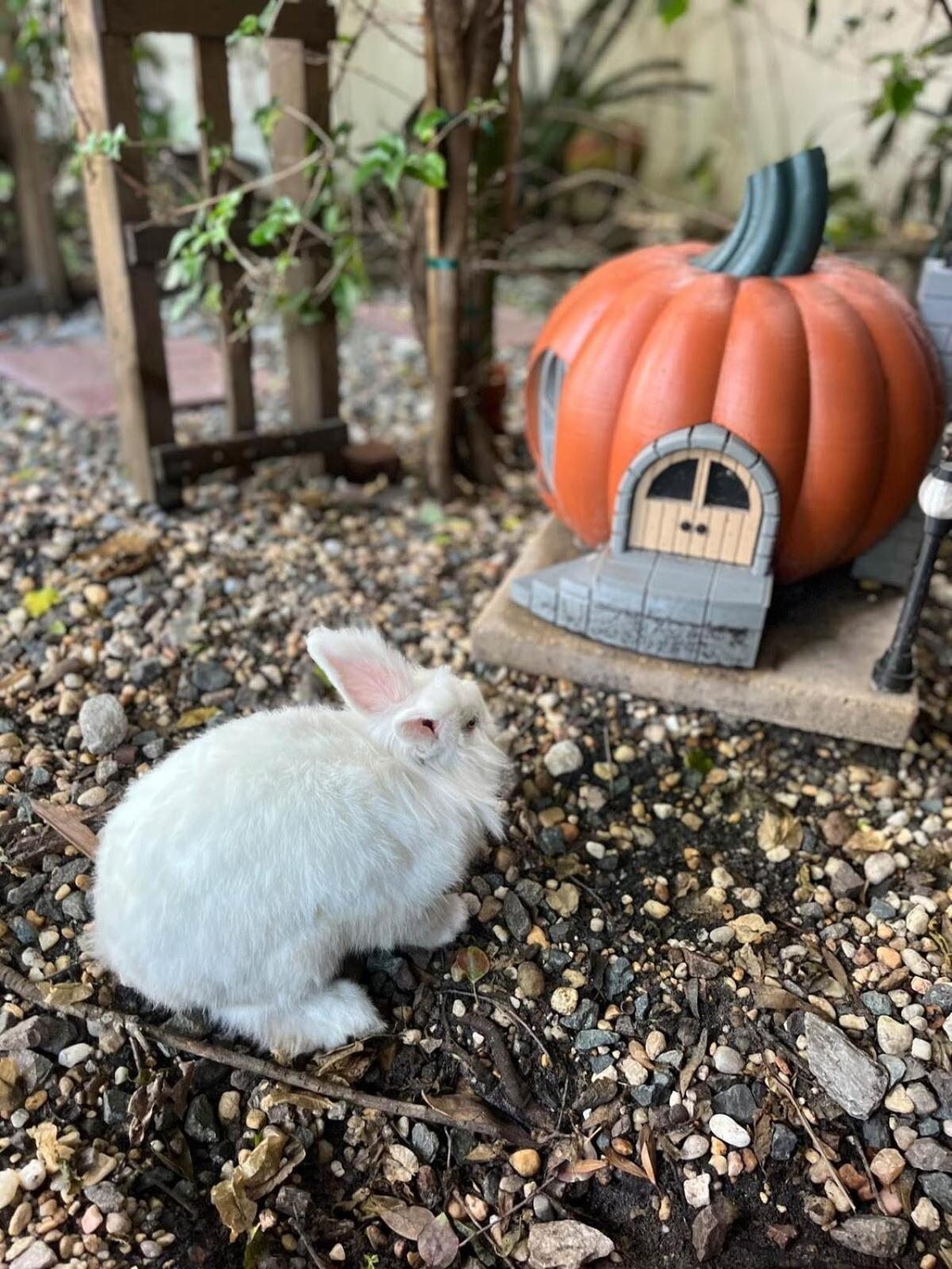 Willa Cozy Af Tiny-House Oasis Tampa Zewnętrze zdjęcie
